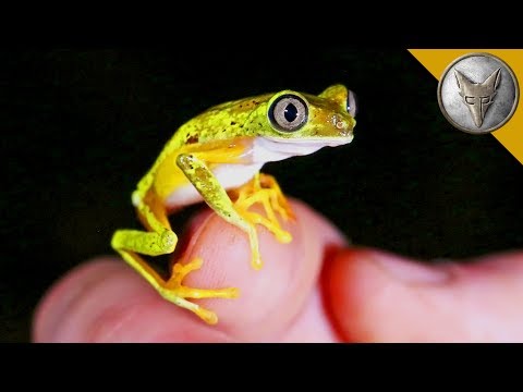 Rarest Frog in the World? - UC6E2mP01ZLH_kbAyeazCNdg