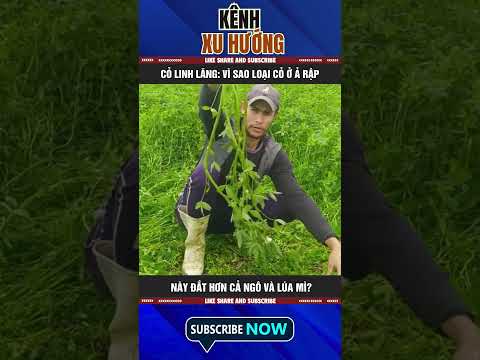 CỎ LINH LĂNG: VÌ SAO LOẠI CỎ Ở Ả RẬP NÀY ĐẮT HƠN CẢ NGÔ VÀ LÚA MÌ?