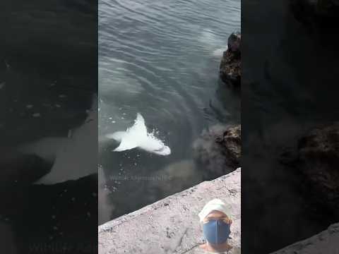 The shark had other plans !