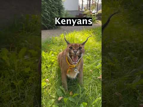 THE PRESIDENT VS KENYANS 😂