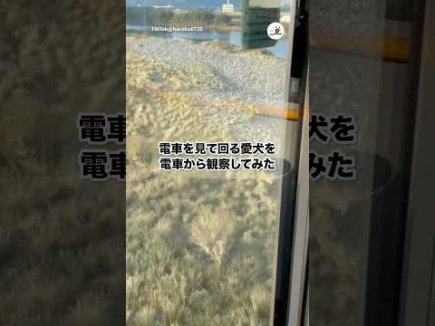 猫の動画サムネイル - 愛犬を電車から見てみたら…｜PECO