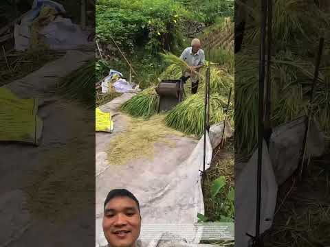 Máy Tuốt Lúa Đạp Chân #farming