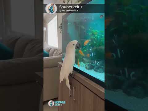 He just wanted to say blub