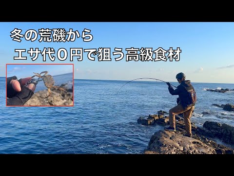 現地調達エサで釣れた高級食材。10日間熟成させてみたら美味すぎた。