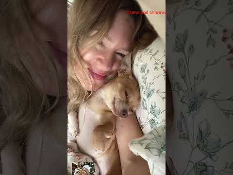 haha  #собака #chihuahuafanclub #funnydog #собака #chiuahua #chihuahua #doglife #funnychihuahua