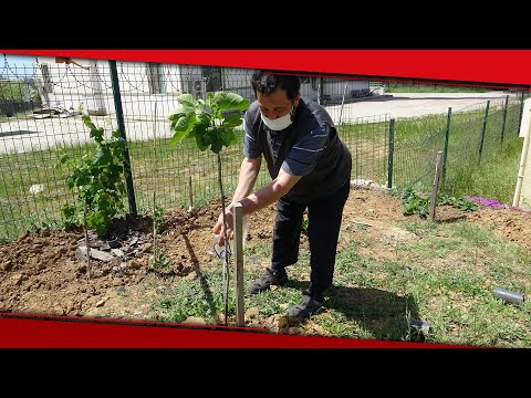 Sağlık Çalışanlarına Jest İçin Sağlık Ocağının Bahçesini Meyve Bahçesine Çevirdi