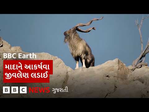 <strong>BBC</strong> Earth : આ નર પોતાના સાથી માટે જીવનું જોખમ ખેડી રહ્યો છે