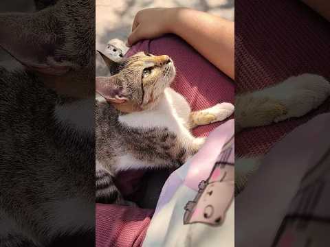 She is so gorgeous 🥰❤️✨and calm🧿🤗 #cutecat #kittenlove #catcore #cuteanimals #lovelycats