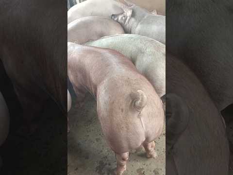 Ngày 20/10: tiếp tục ổn định MB:52-54,MT:48-53,MN:49-54,CPMB:55, CPMN:57,5