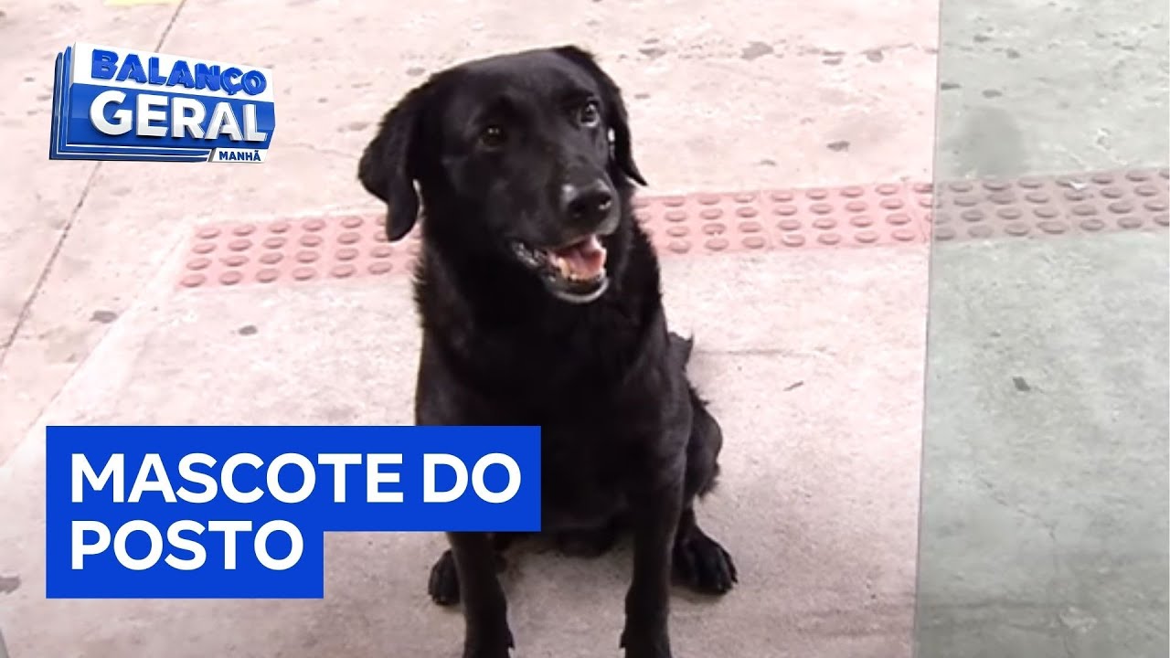 Conheça Black o cãozinho adotado por frentistas
