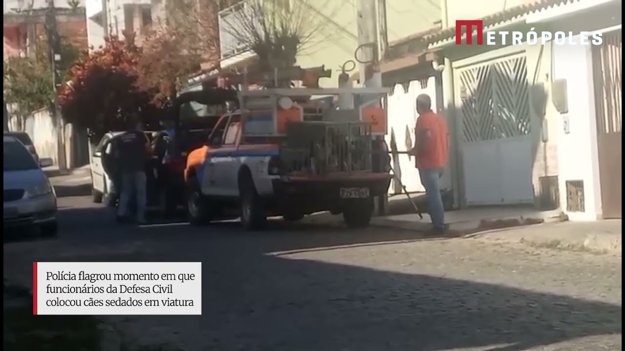 Polícia flagrou momento em que funcionários da Defesa Civil colocou cães sedados em viatura
