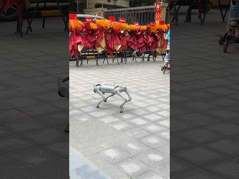 Chinese Robot Dog!! #China #technology - gran opening of seniors home! #robots