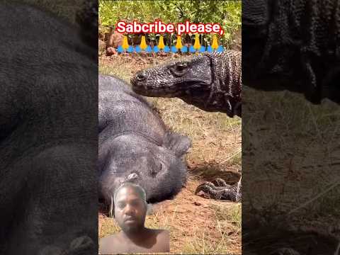 comododragan attack to pig#shorts #youtubeshorts #shortsfeed #wildlife #animals #africa