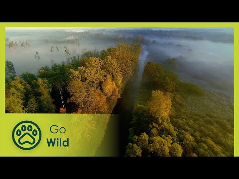 Bohemia - A Year in the Wetlands - The Secrets of Nature - UCVGTgXC1P--xM480Z6DqyAg