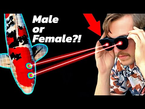 These Glasses Reveal my Koi's Gender Instantly