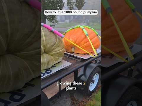 How to lift a 1000 pound pumpkin #giantpumpkin #halloween #plants #<strong>farming</strong> #garden