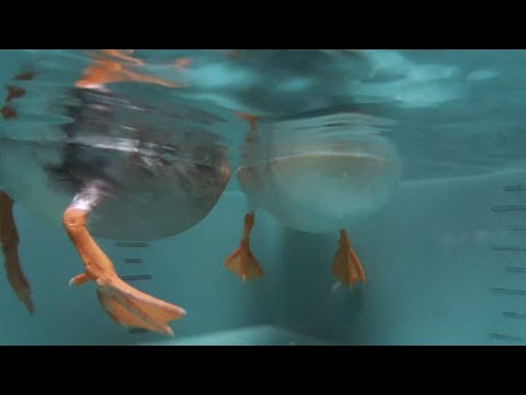 まん丸のお腹が可愛いコールダック。 The bellies of call ducks are absolutely cute.
