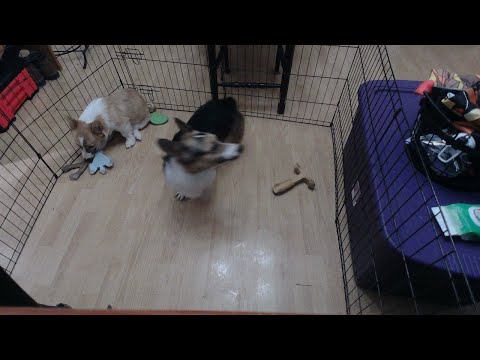 Nori and Gimli inside play