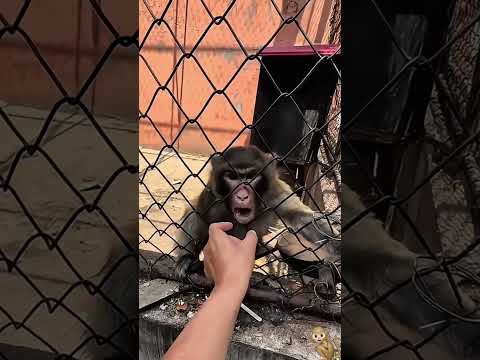 The Most Hilariously Cute Dog#funnydogs#cute#doglover#FunnyCuteDog#AdorablePuppy#FunnyCuteDog