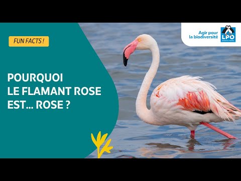 Pourquoi le flamant rose est... rose ? - #funfacts