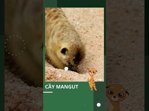 CẦY MANGUT KHẮC TINH CỦA CÁC LOÀI RẮN #mangut #shorts