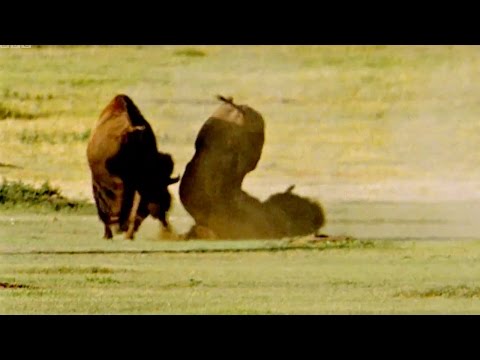 Fighting For The Female | Animal Attraction | BBC - UCwmZiChSryoWQCZMIQezgTg