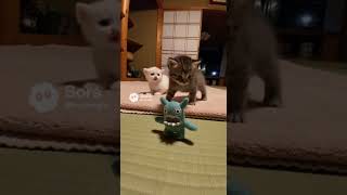 変な人形に威嚇する子猫達“Kittens Hiss at a Weird Doll” #kitten #cat #子ネコ #kittensh