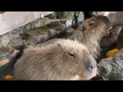 カピバラの露天風呂capybara bath