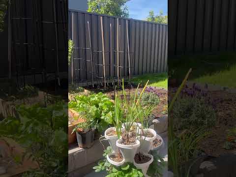 Garden for 2025#gardening #garden #tomato