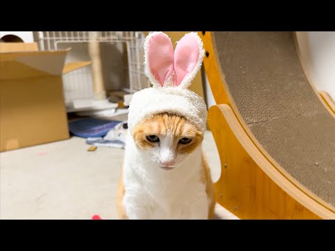 猫の動画サムネイル - うさ耳をつけられた猫の表情が、この世の終わりすぎましたwww