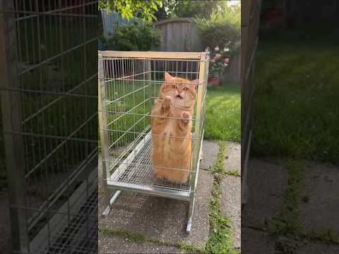 Tiny Puppy & Big Bulldog Rescue Trapped Cat 🐶🐱 #AnimalRescue #CuteAnimals #DogAndCat #PuppySavesCat