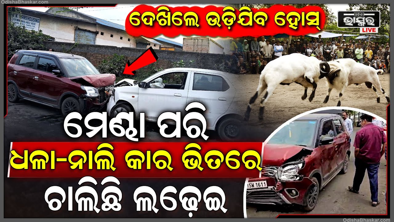 ମେଣ୍ଢା ଲଢେଇ ଦେଖିଥିଲେ...ହେଲେ ଏଠି ଭିନ୍ନ ଧଳା-ନାଲି କାର ମଧ୍ୟରେ ଚାଲିଛି ଲଢେଇ...ଲୋକେ ଦେଖି ଆଶ୍ଚର୍ଯ୍ୟ...