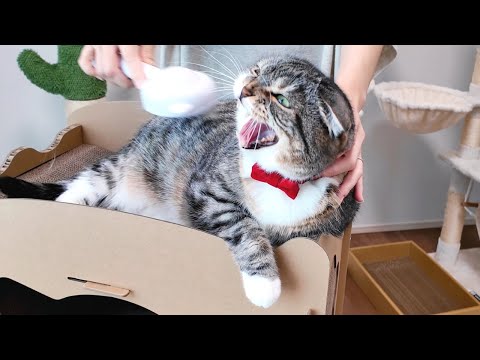 猫の動画サムネイル - ブラッシングが大嫌いな猫vs推し活ブラッシングの結果がコチラ🤣🤣🤣