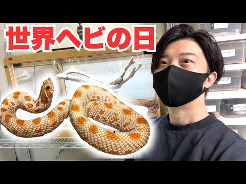 【世界ヘビの日】うちのヘビ達でオススメな個体を紹介します！