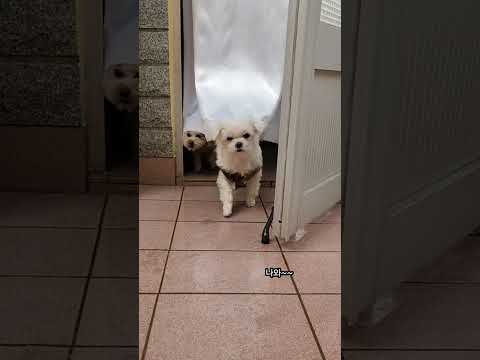 추위타는 강아지들😅  #웃긴영상 #shorts #말티즈