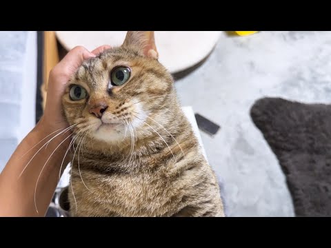 就寝前に突然エンジェルボイスで甘える猫が可愛すぎました