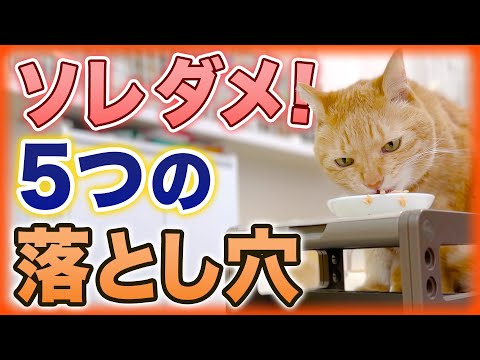 必見!猫の健康を守るキャットフードの選び方・原材料チェック方法