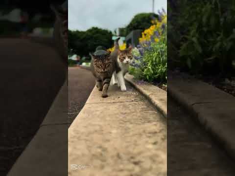 Cute 😂 #shorts by Ospen4iki#shorts #viral #cute #foryou #shortsvideo #love#youtubeshorts#tranding