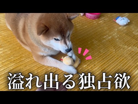 【ムキ顔】独占欲溢れる柴犬に新しいオモチャを与えてみた