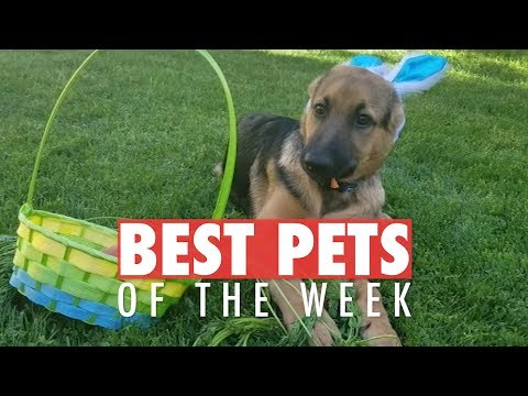 Best Pets of the Week | May 2018 Week 1 - UCPIvT-zcQl2H0vabdXJGcpg