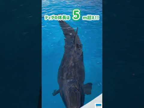 猫の動画サムネイル - オキゴンドウのティダ🐬