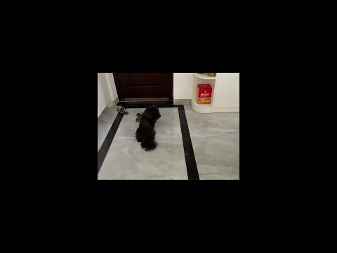 《退休生活:自制广东咸鸡,丈夫赞不绝口》