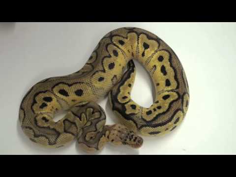 Clown Pastel - Morph List - World of Ball Pythons