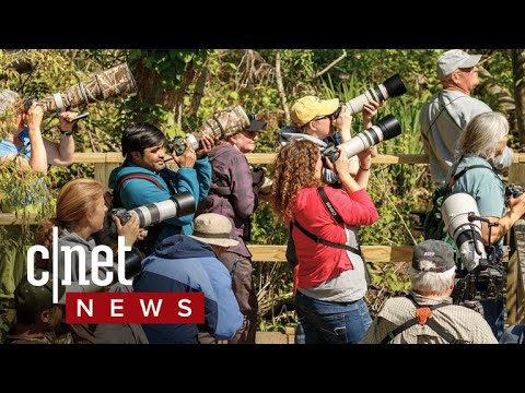 Birding apps take flight (CNET News) - UCOmcA3f_RrH6b9NmcNa4tdg