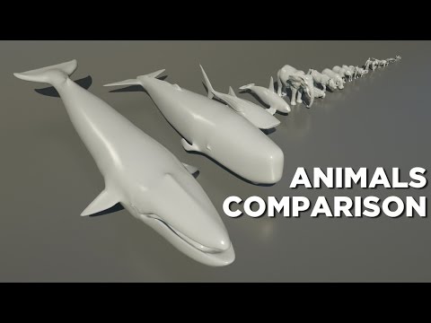 Animals size comparison - UCQwFuQLnLocj5F7ZcmcuWYQ