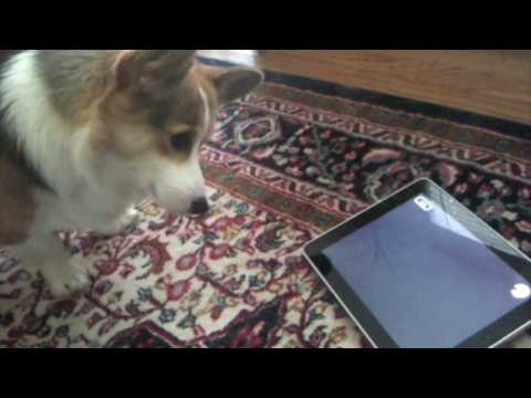 A Dog Tests the iPad - Tested.com - UCiDJtJKMICpb9B1qf7qjEOA