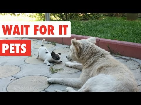Wait For it Pets | Funny Pet Video Compilation 2017 - UCPIvT-zcQl2H0vabdXJGcpg