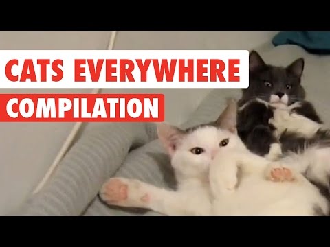 Cats Everywhere Video Compilation 2017 - UCPIvT-zcQl2H0vabdXJGcpg
