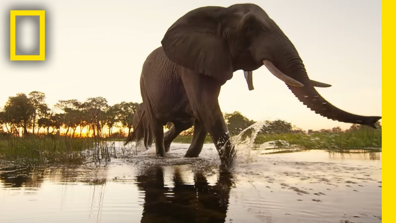 Protecting the Okavango Ecosystem | National Geographic