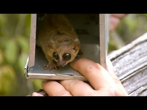 The World's smallest Lemur - #AttenboroughWeek - Attenborough and the Giant Egg - BBC - UCwmZiChSryoWQCZMIQezgTg